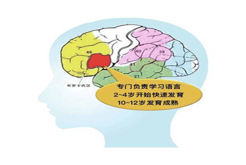 “布罗卡氏区”对少儿英文语言的影响